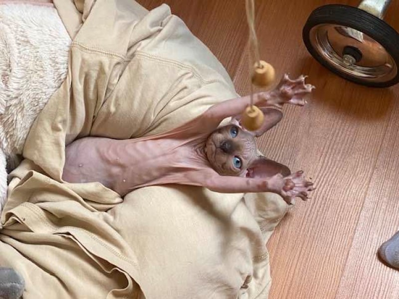 Готовящийся к свадьбе бывший вице-мэр Волгограда завел лысую кису