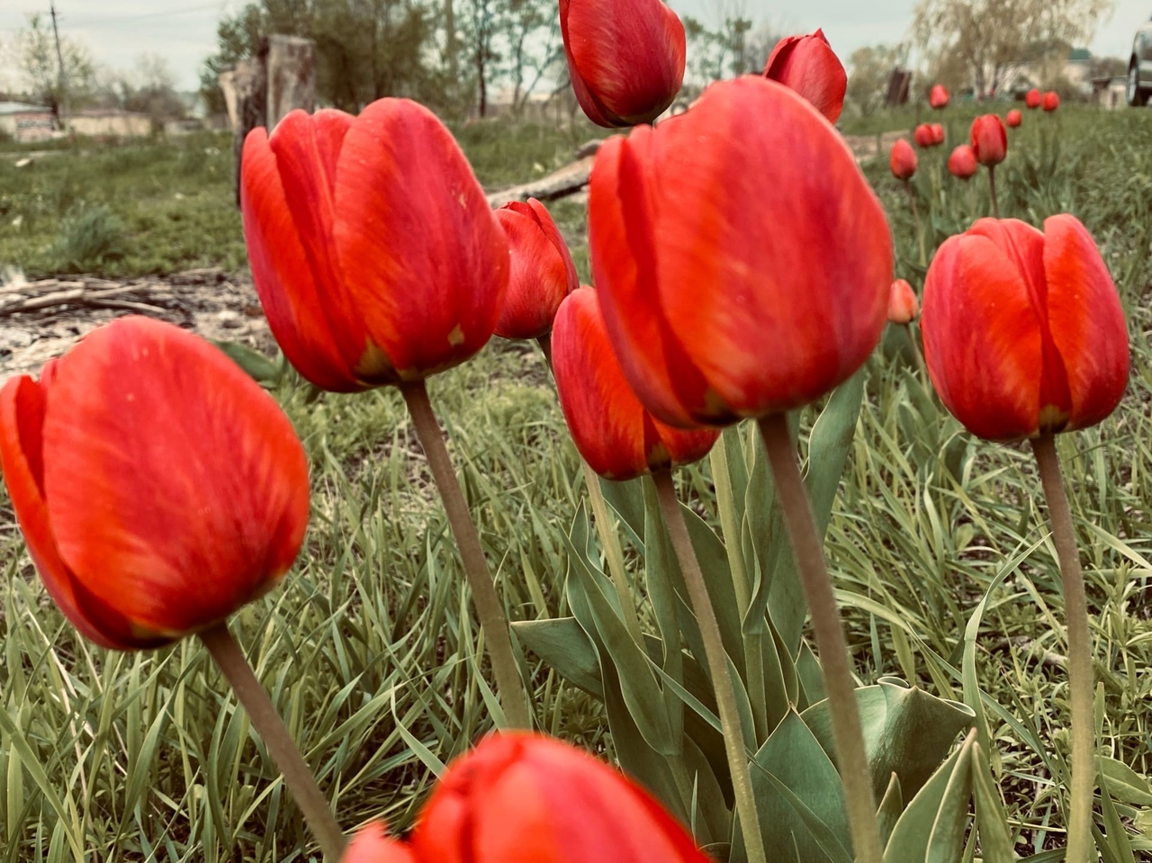 МЧС предупредило о нашествии саранчи в Волгоградской области