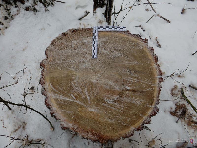 «Надо было разжечь мангал»: ради шашлыка волгоградец срубил редкие деревья