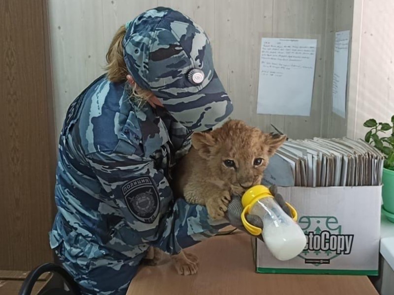 Волгоградские полицейские спасли и выкармливают из бутылочки крошечного львенка