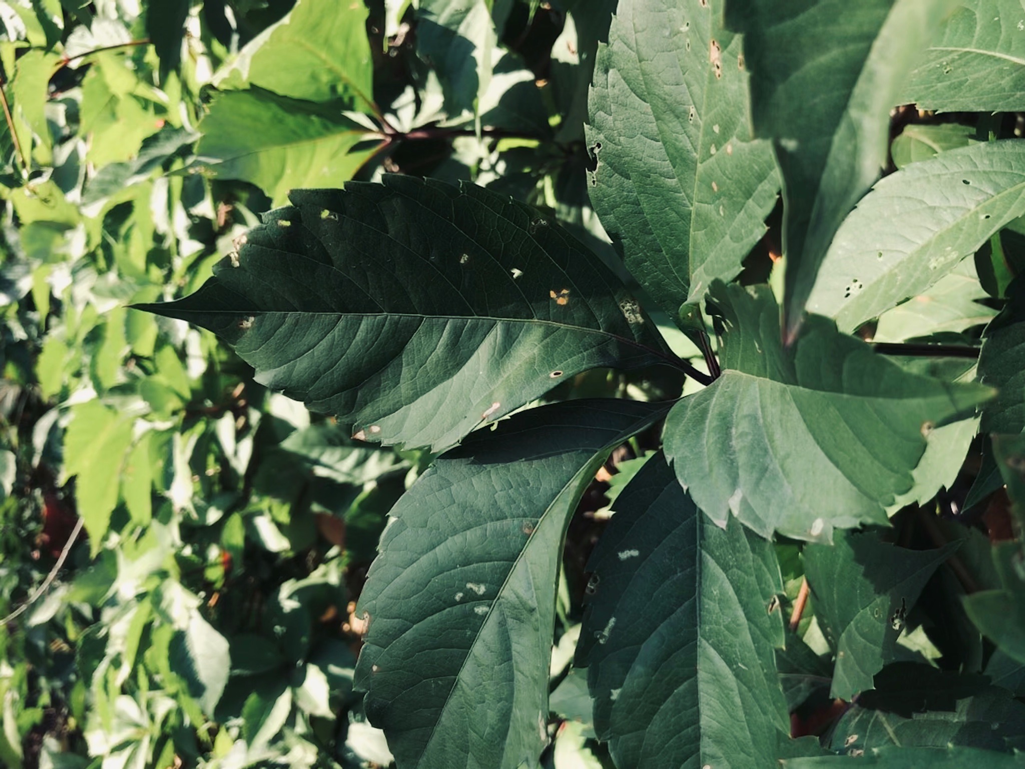 Высадят 200 тысяч деревьев и выпустят стерлядь: четыре варианта строительства моста в Волго-Ахтубинской пойме