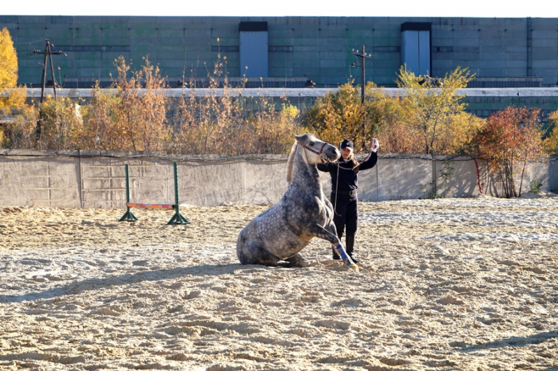 В Волгограде появилась конная полиция