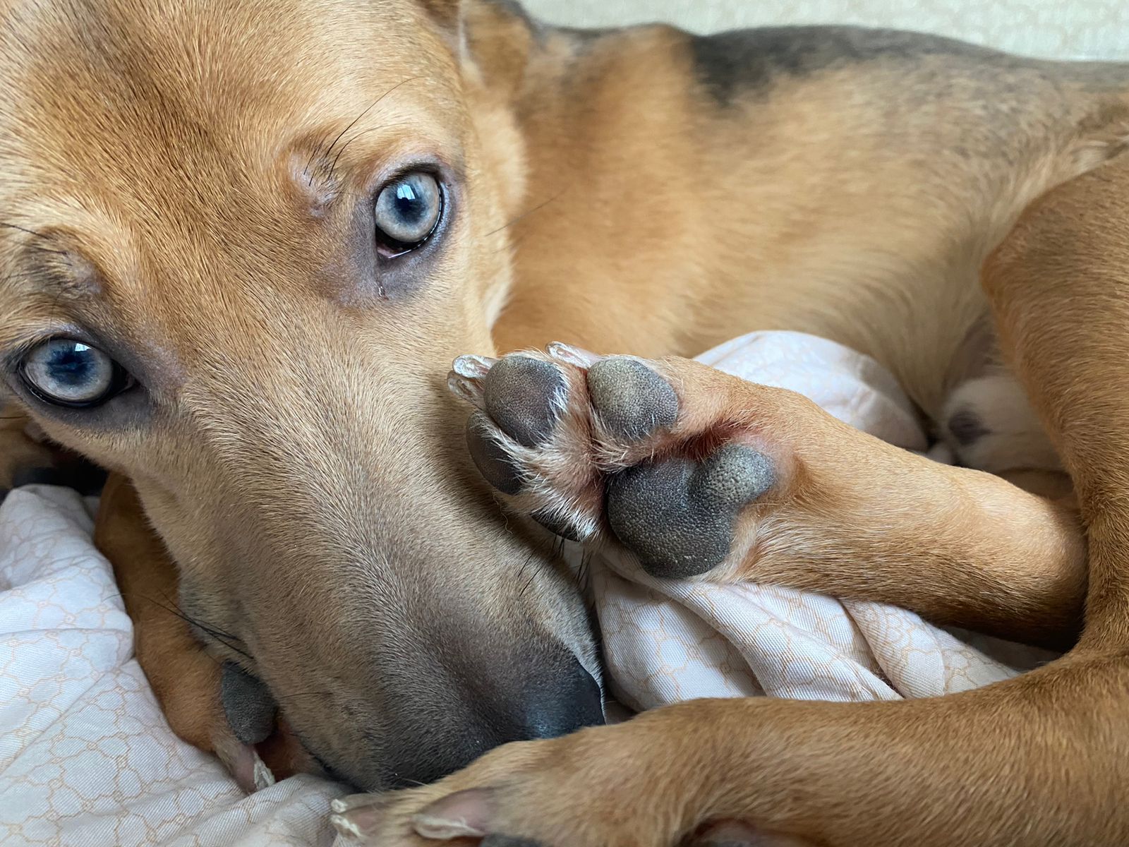 Санкции ввели против собак, которые живут в России