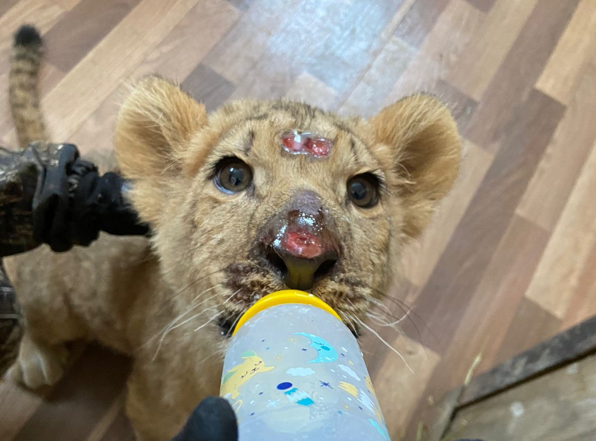 Спасенным от живодера львятам дали имена