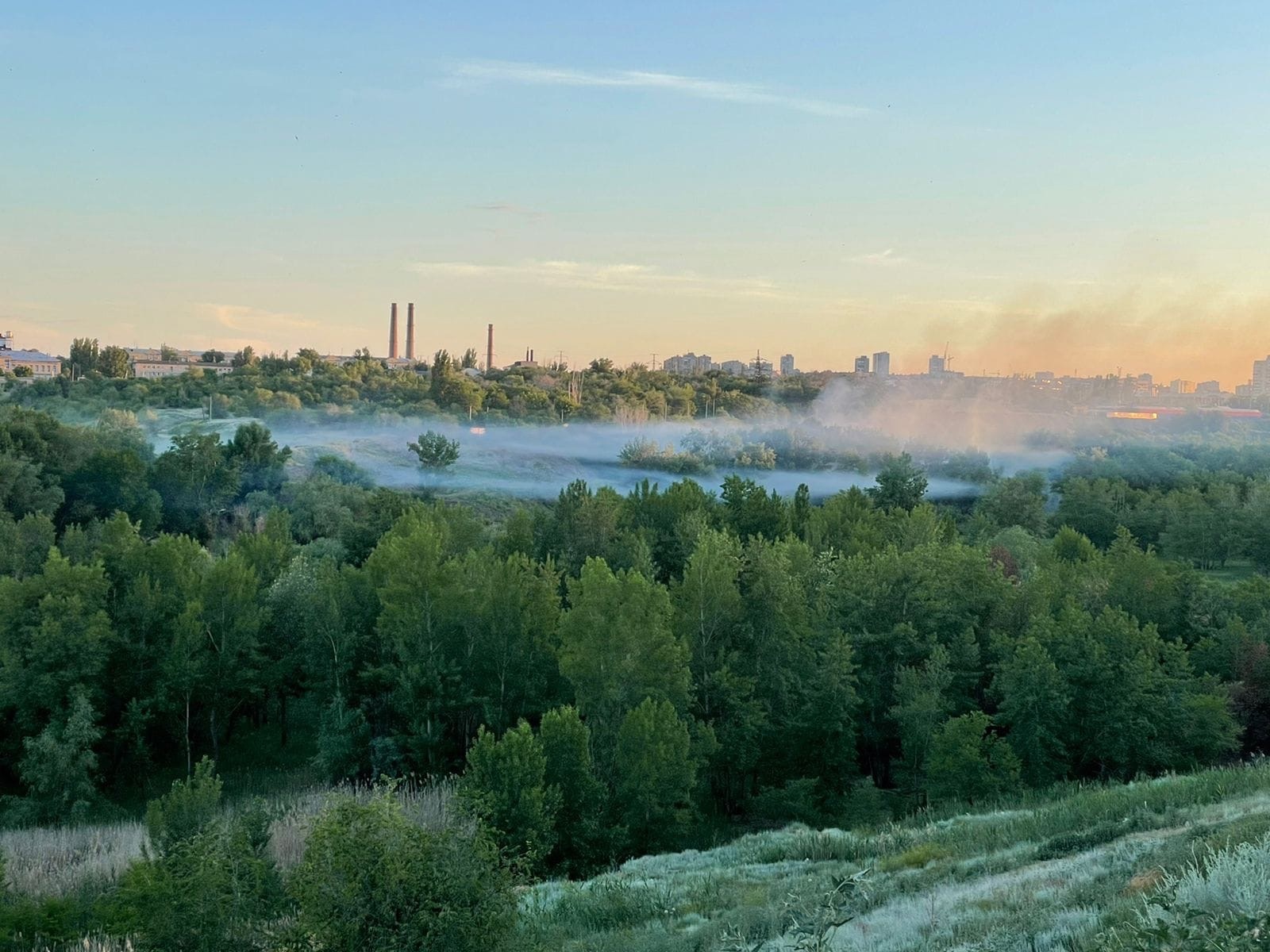 В Советском районе Волгограда выкосили тысячу «квадратов» конопли