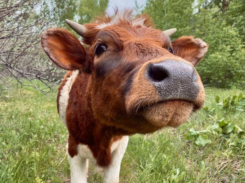 Волгоград окружен вспышками страшной болезни