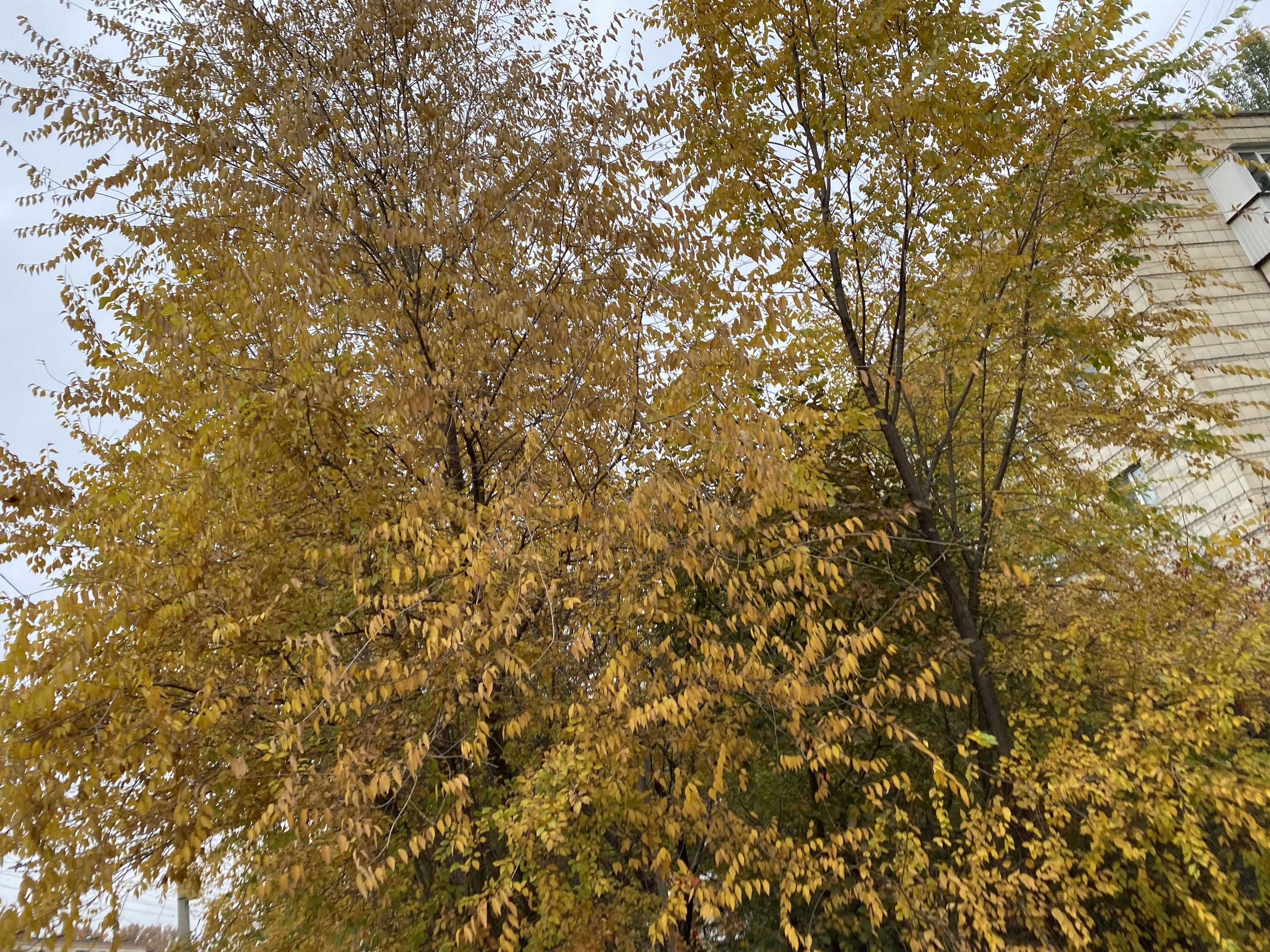 Золотая осень продолжается в Волгограде