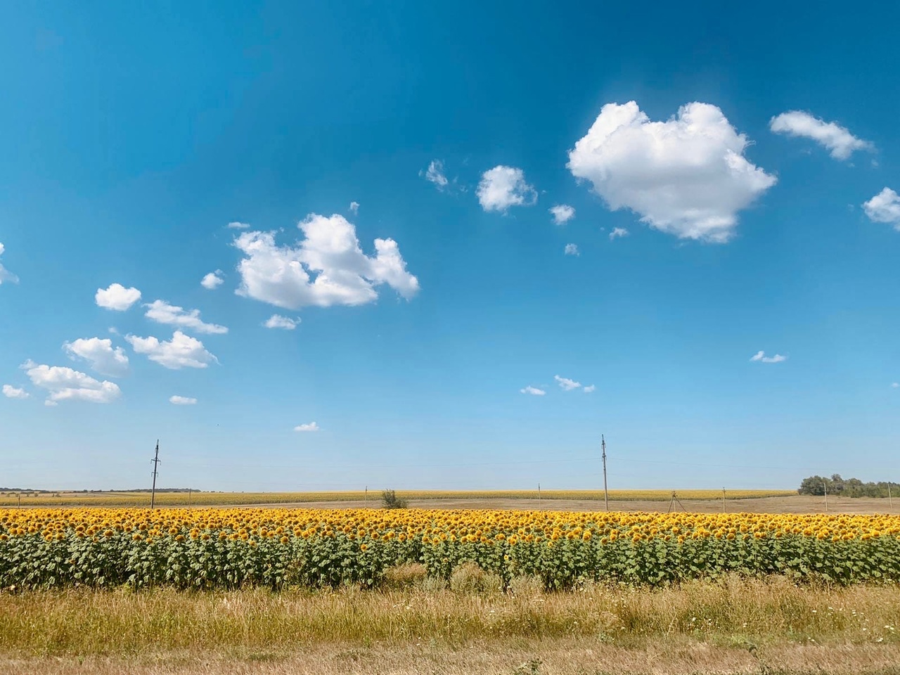 Волгоградский фермер обвинил российских производителей в диверсии