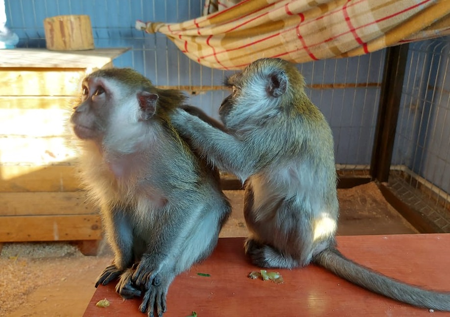 «Мама тянула ручки к ребенку»: спасенных от живодеров обезьян снова определили в «Дино» в Волгограде