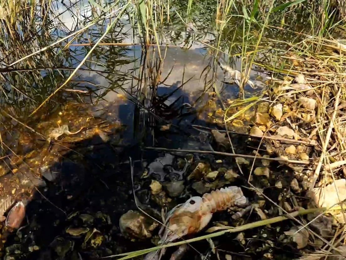 В Волгоградской области отмечен массовый мор раков