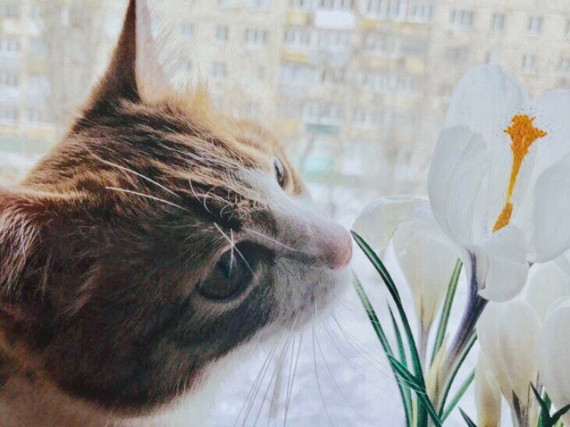 Ветеринаров начнет готовить ВолГМУ с начала учебного года 2022-2023