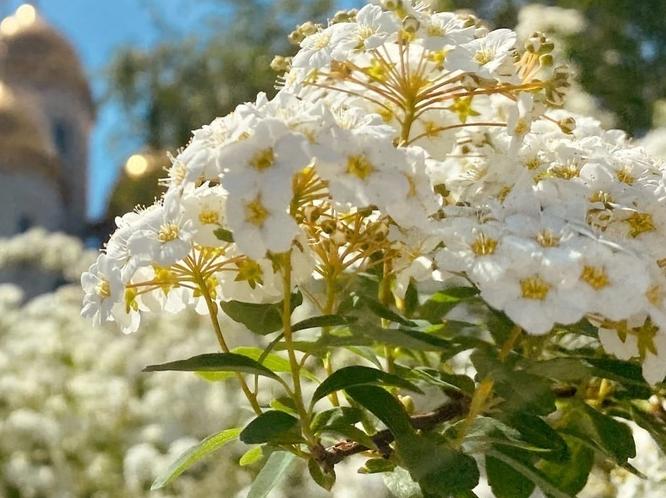 Еще одну сотню деревьев высадили около музея «Россия-моя история»