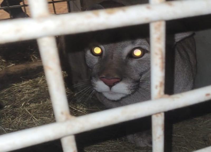 Спасенная от живодеров пума в Волгограде находится в сильном стрессе