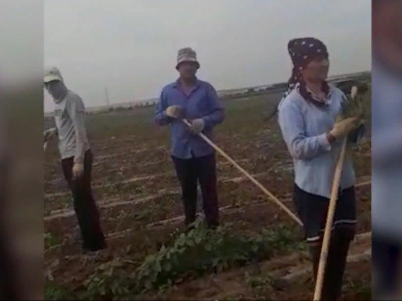 На полях Светлоярского района правоохранители задержали 12 нелегалов