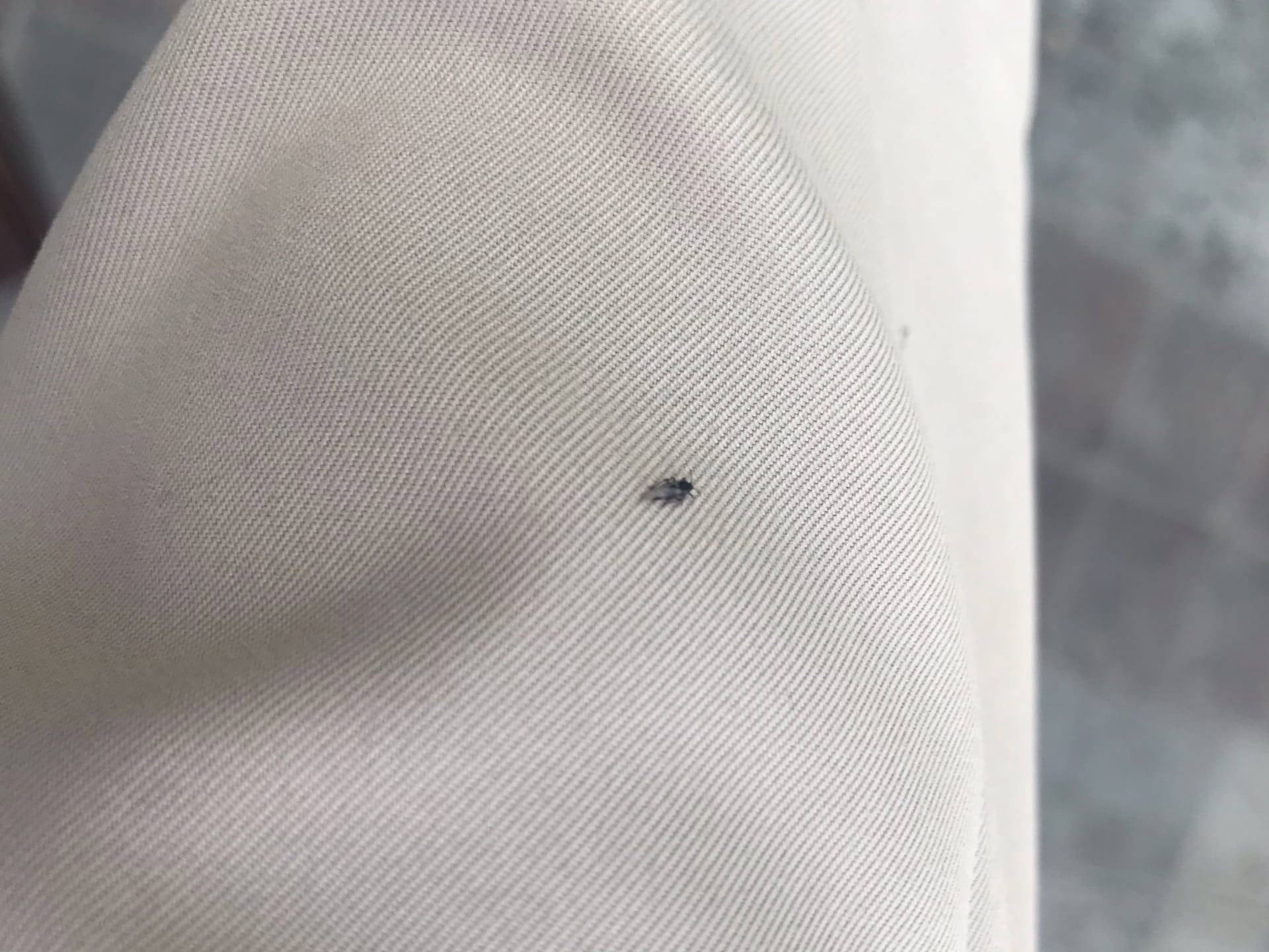 Мошки атаковали центр Волгограда в разгар осени