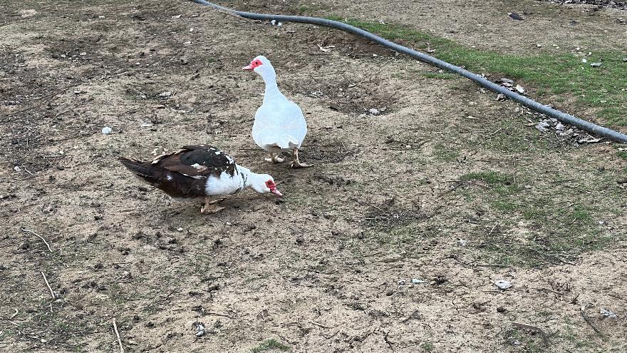 Опасные инфекции охватили Волгоградскую область