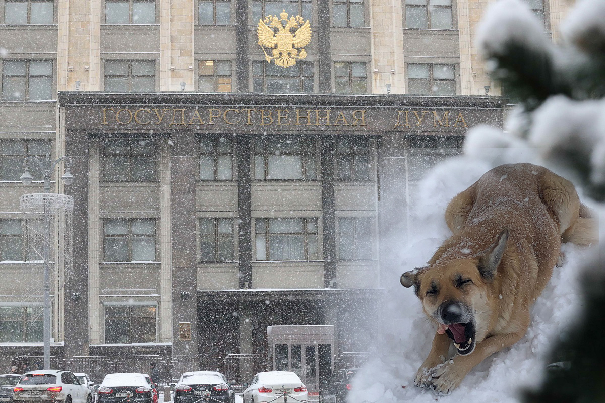 После обращения журналиста «Острова Свободы» в Госдуму волгоградская прокуратура займется бродячими псами