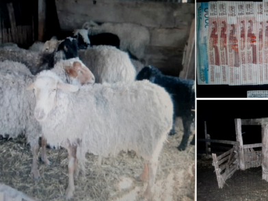 Двое школьников из Волгоградской области украли 130 овец 