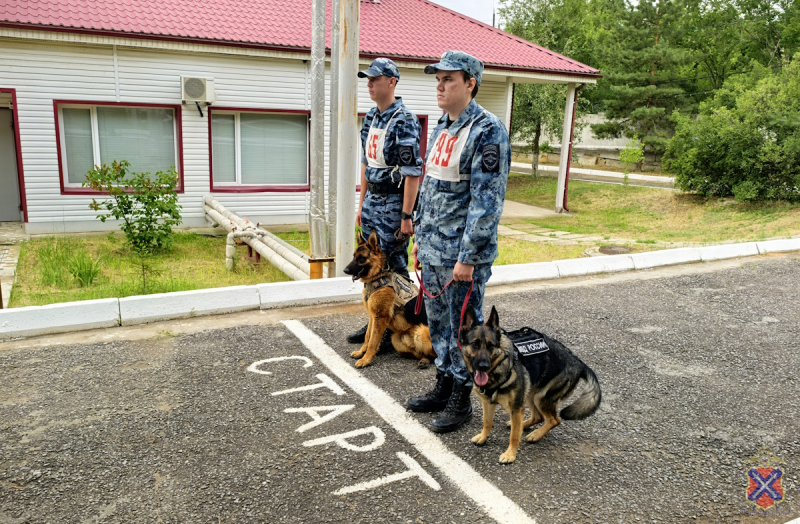 Полицейские - кинологи собрались в Волгограде