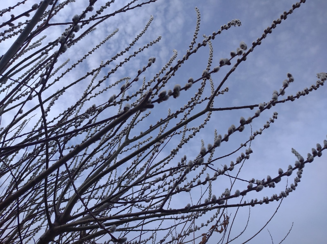 Синоптики обещают дождливую неделю в Волгоградской области