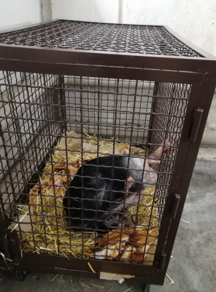 Сотрудники ДПС в Волгограде спасли от замерзания нескольких шимпанзе 