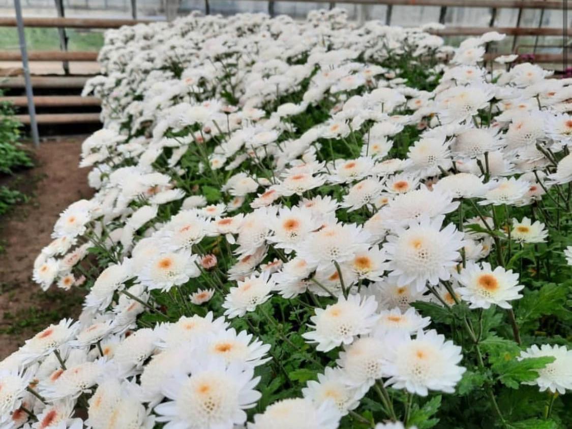 На «Балу хризантем» волгоградцев ждет огромное разнообразие осенних цветов 