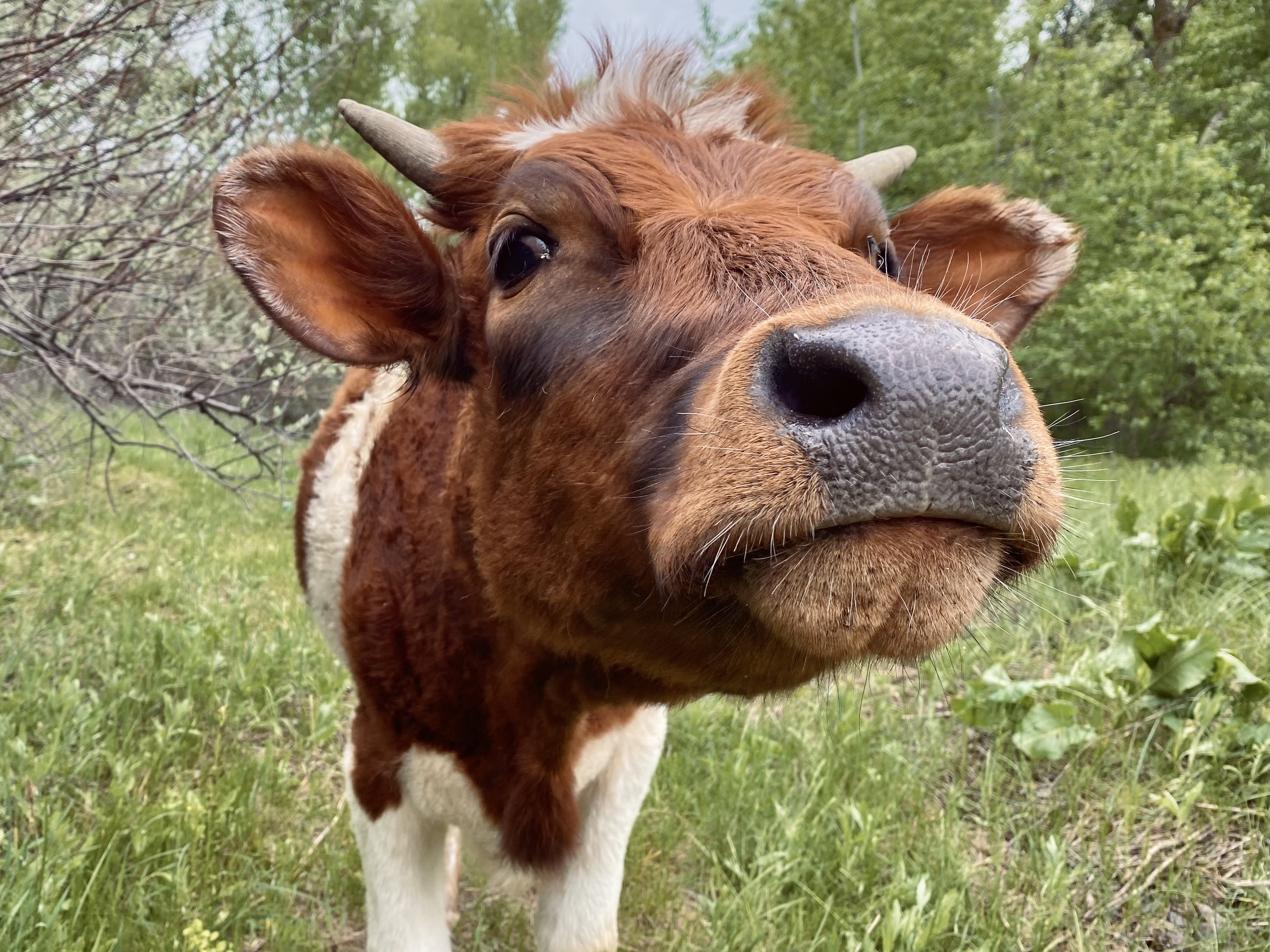 Латвийцы тоннами закупают у волгоградских производителей корма для скота