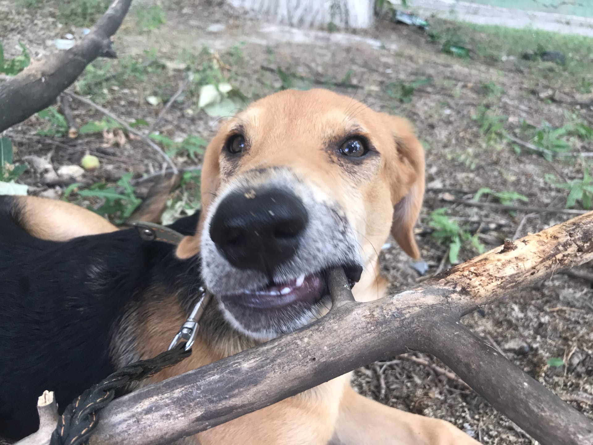 В Волгограде создали зоополицию: как вступить в ряды защитников животных