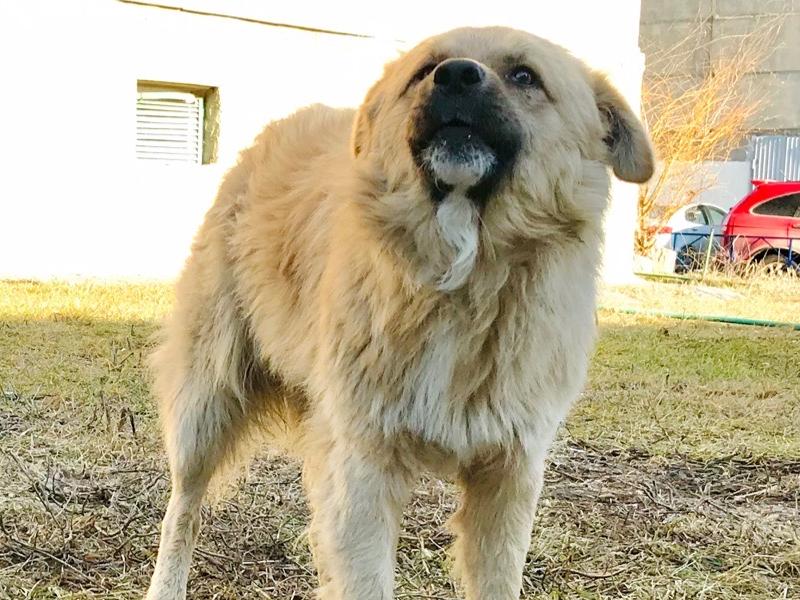 Стаи бродячих собак атакуют волгоградцев 