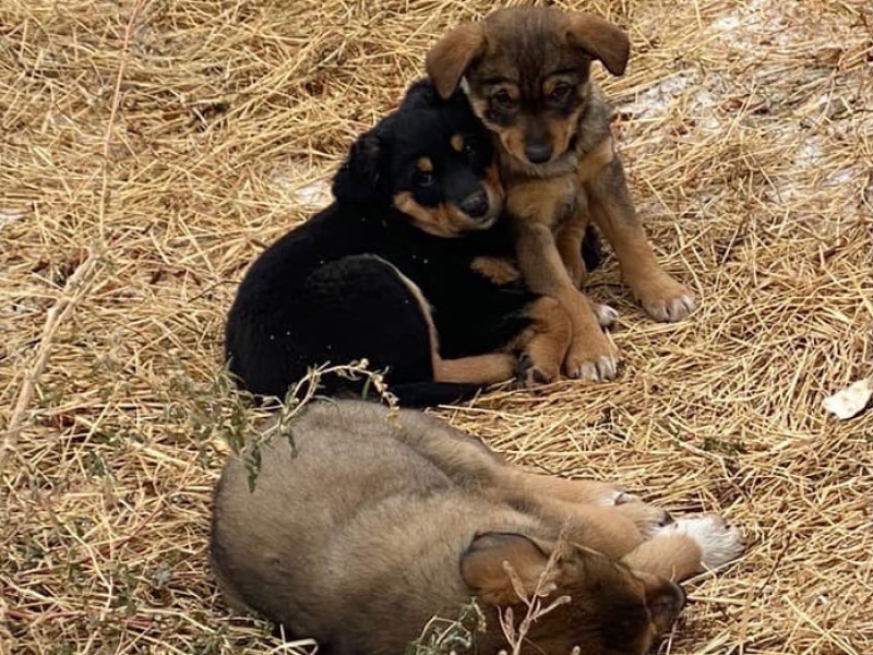 Бездомным собакам Волгограда и области пообещали места в приютах