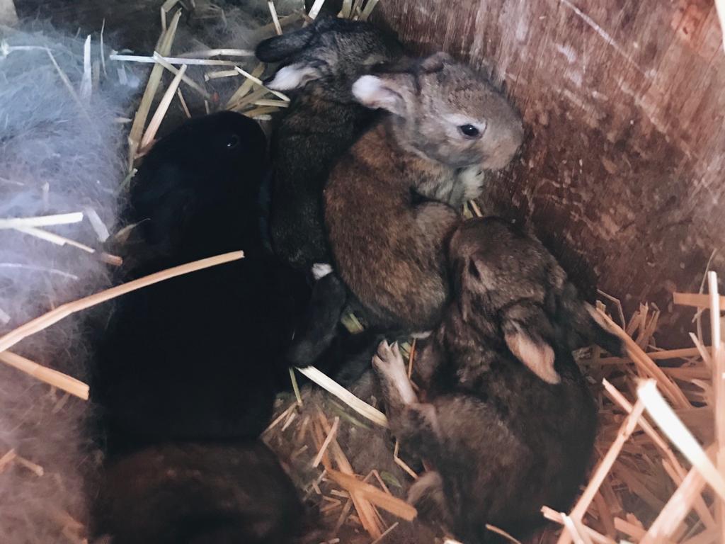 Два года строгого режима получил житель Волгоградской области из-за породистых кроликов