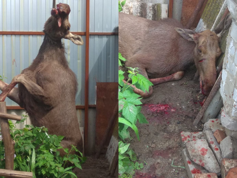 «Бросался на людей»: беснующегося лося застрелили на окраине Дубовки