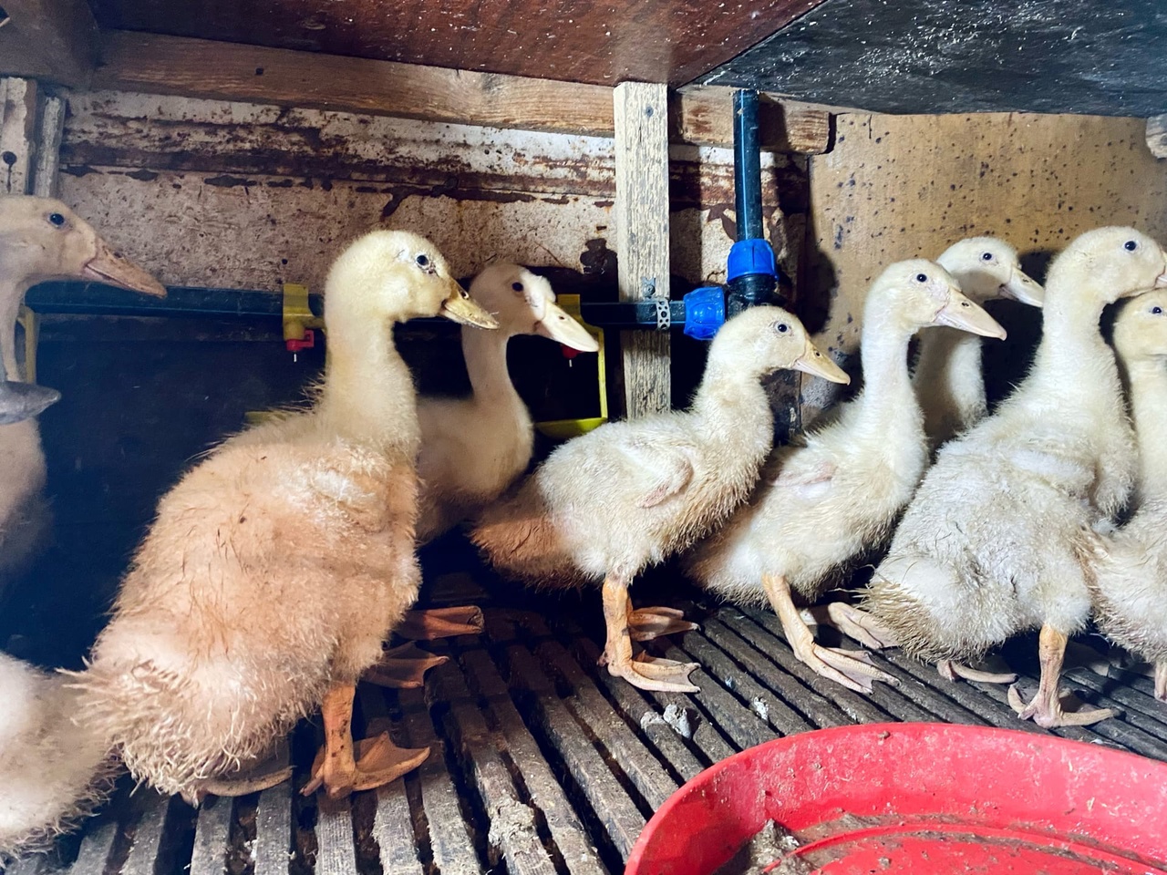 Волгоградский Телеграм сообщает о внутреннем конфликте в региональном политическом пространстве 