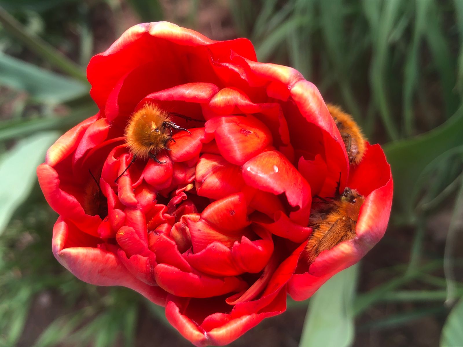 Волгоградцев ждут майские праздники