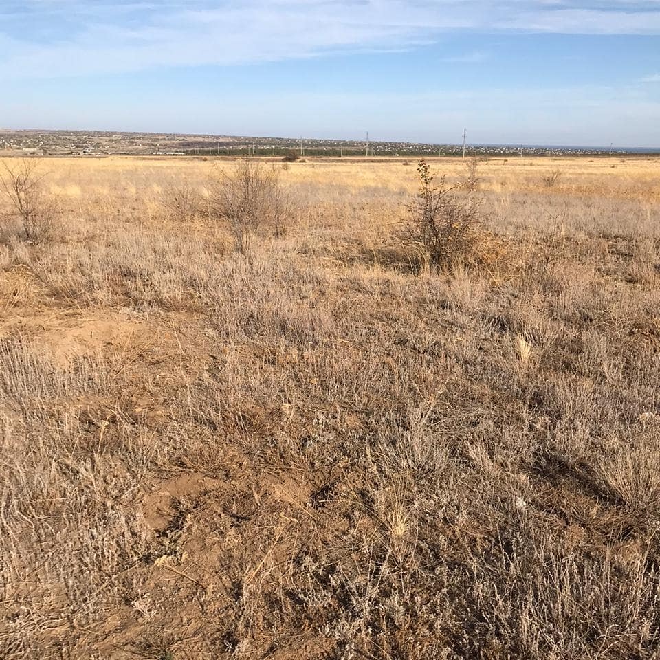 Заросшее кустарником и травой поле создаёт пожароопасную ситуацию на трассе «Волгоград – Самара», - блогер Ульянов