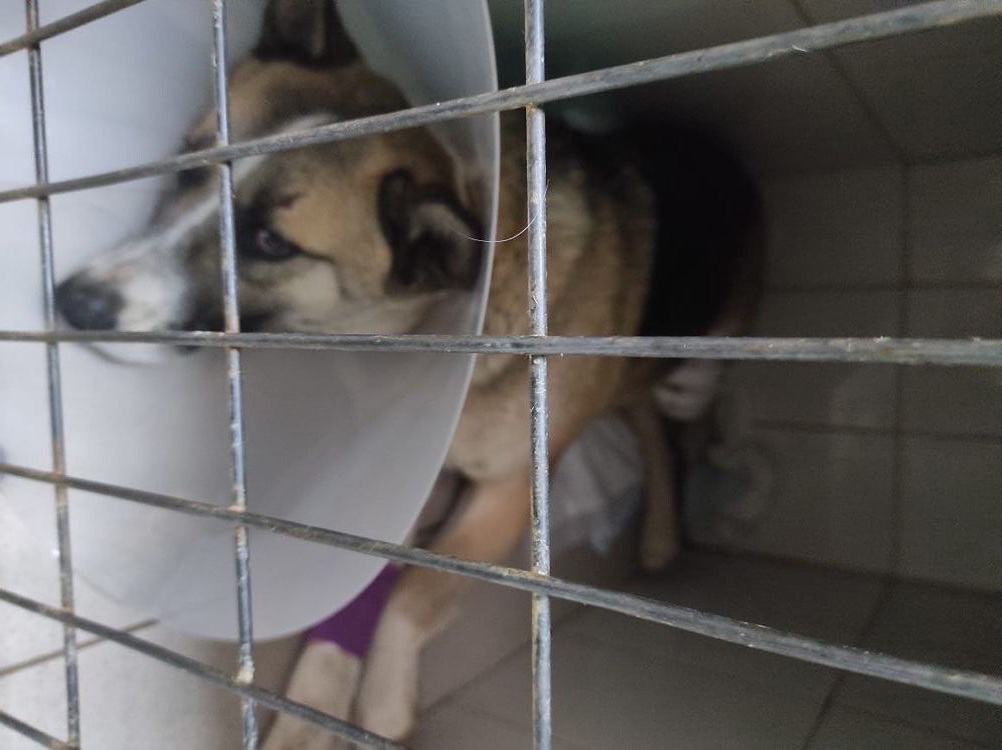 Стало известно о состоянии собаки, которую сбил волгоградец без прав