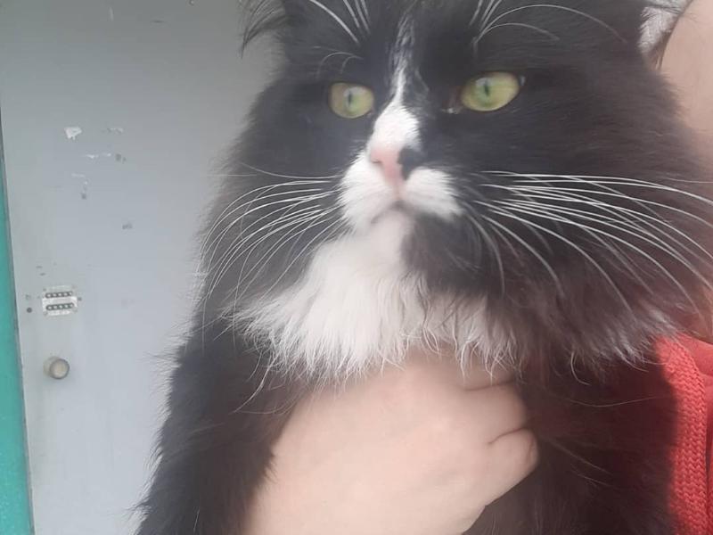 Осиротевший после смерти хозяйки кот с уникальной способностью ищет новую семью в Волгоградской области