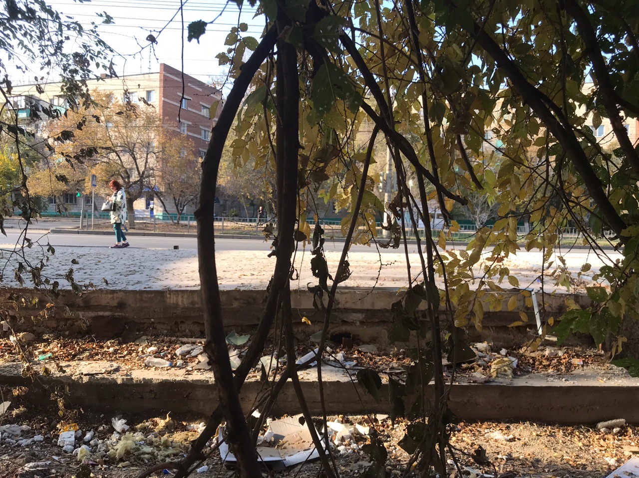 Администрация пообещала вывезти сухие ветки с единственного тротуара в Волгограде