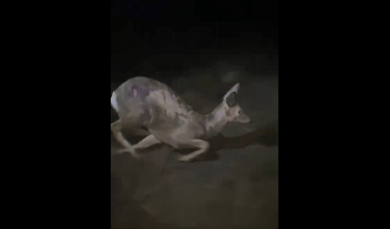 Спасатели из Волгограда выпустили застрявшего в заборе детского сада оленя: видео