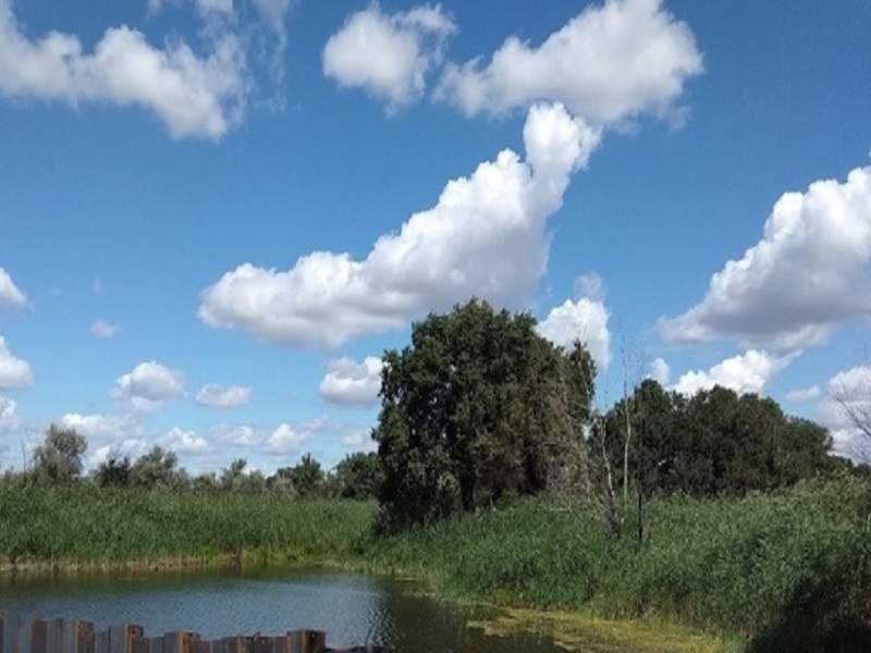 До сентября без прогулок и шашлыков: в Волгограде продлили запрет на посещение лесов