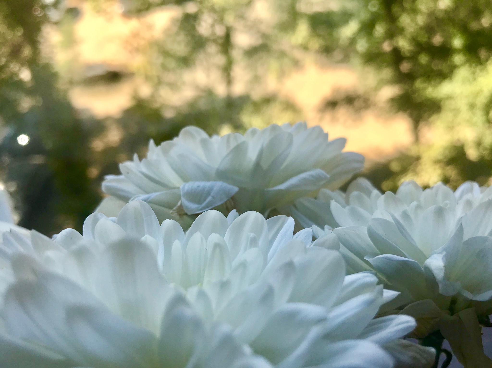 Где гулять после карантина: мэрия рассказала о новых скверах и детских площадках в Волгограде