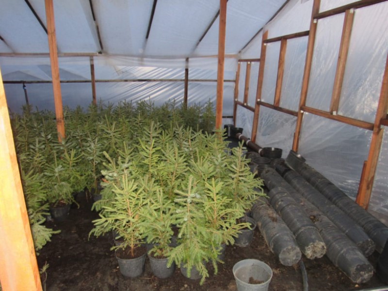 Коварное похищение елок раскрыто в Волгоградской области