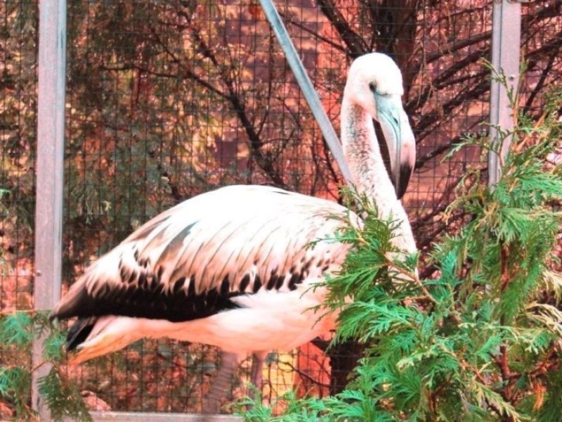Иеромонах Василиск зовет волгоградцев в скит общаться с заблудившимся фламинго и несамостоятельным филином