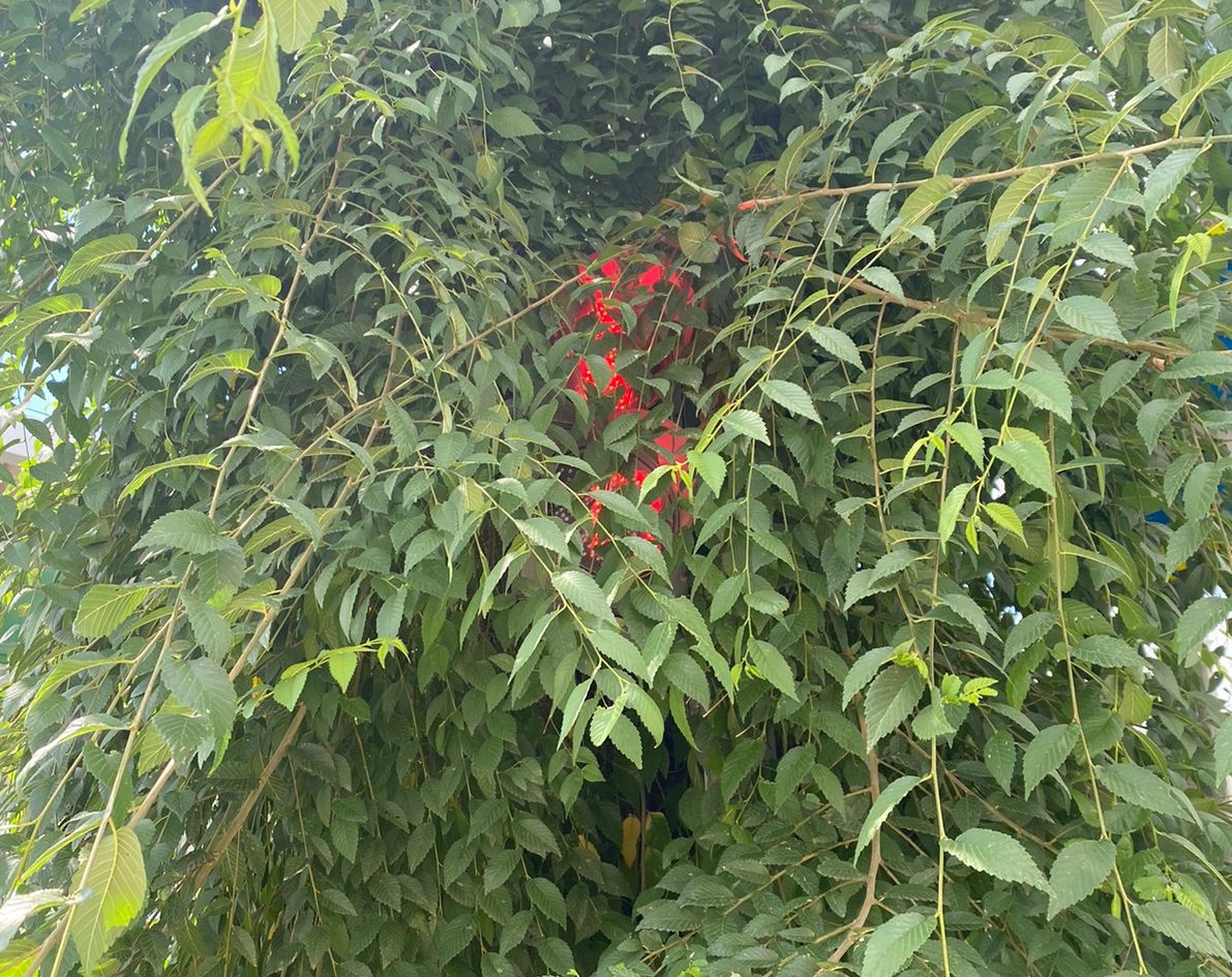 Спрятанный в ветках светофор заметили в центре Волгограда