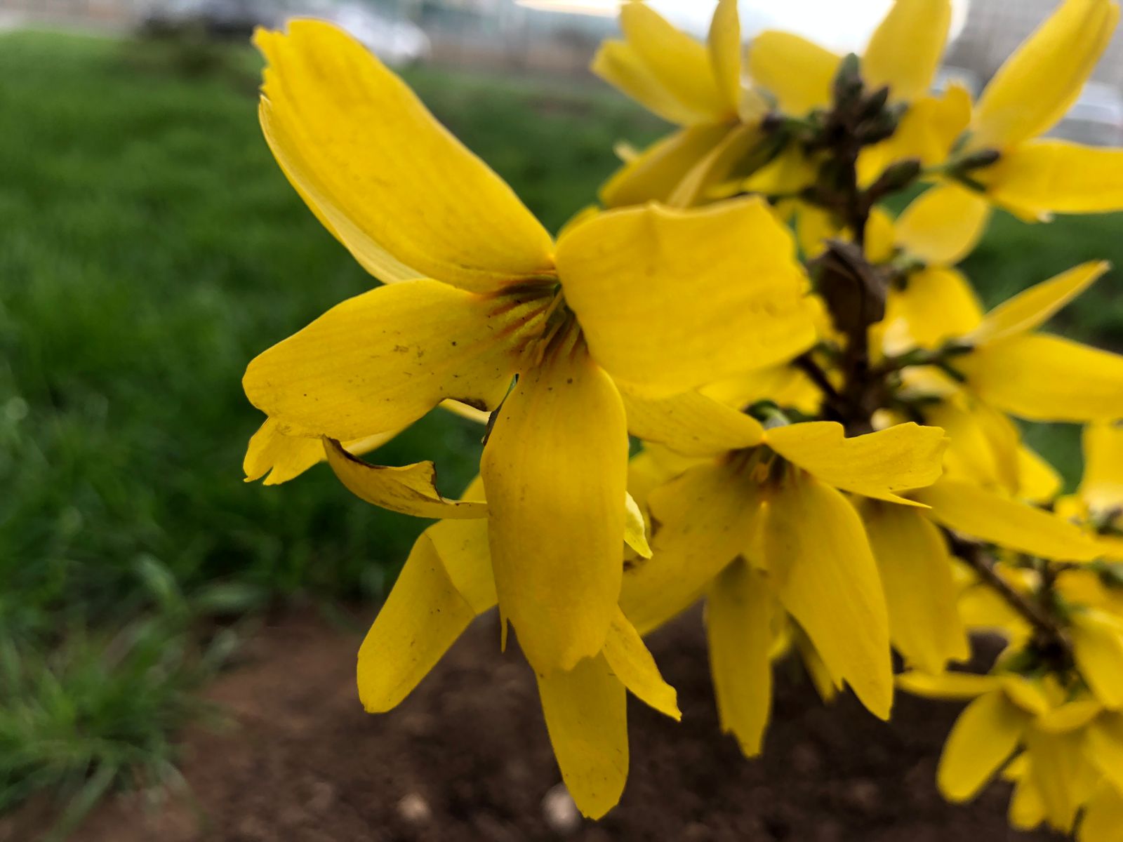 В Вербное воскресенье будет светить солнце в Волгограде