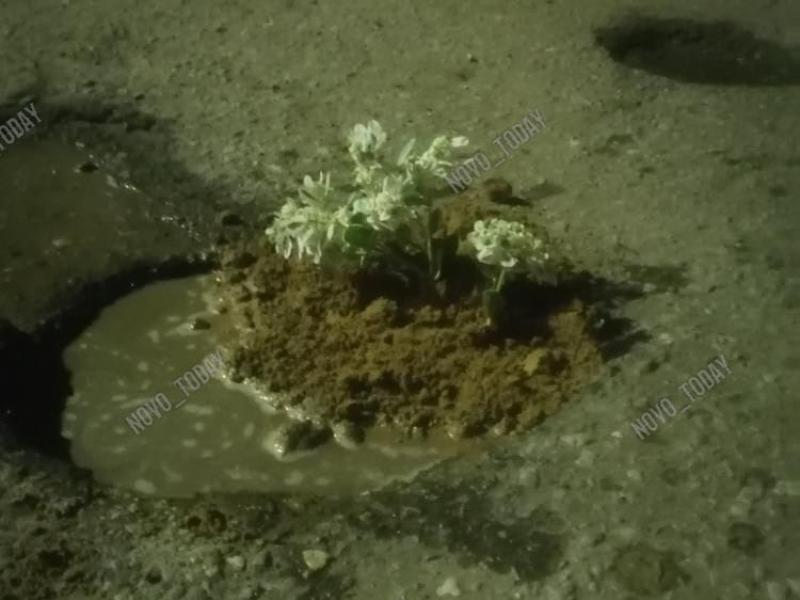 Цветы вместо ям: волгоградец облагородил аварийно-опасный участок дороги