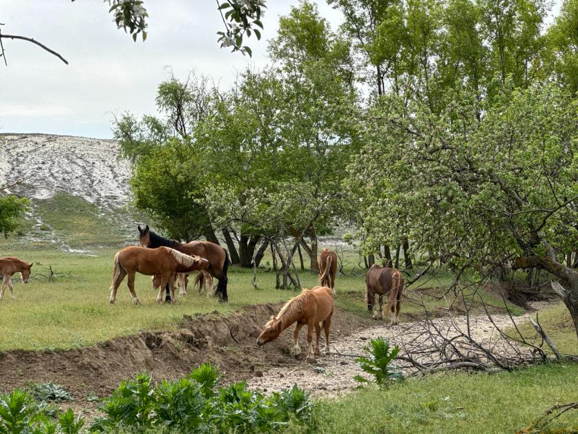 БПЛА передадут волгоградским лесничим