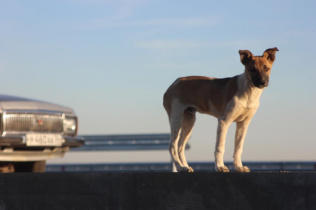 Самыми  дорогими собаками в Волгограде оказались маленькие, волосатые хищники