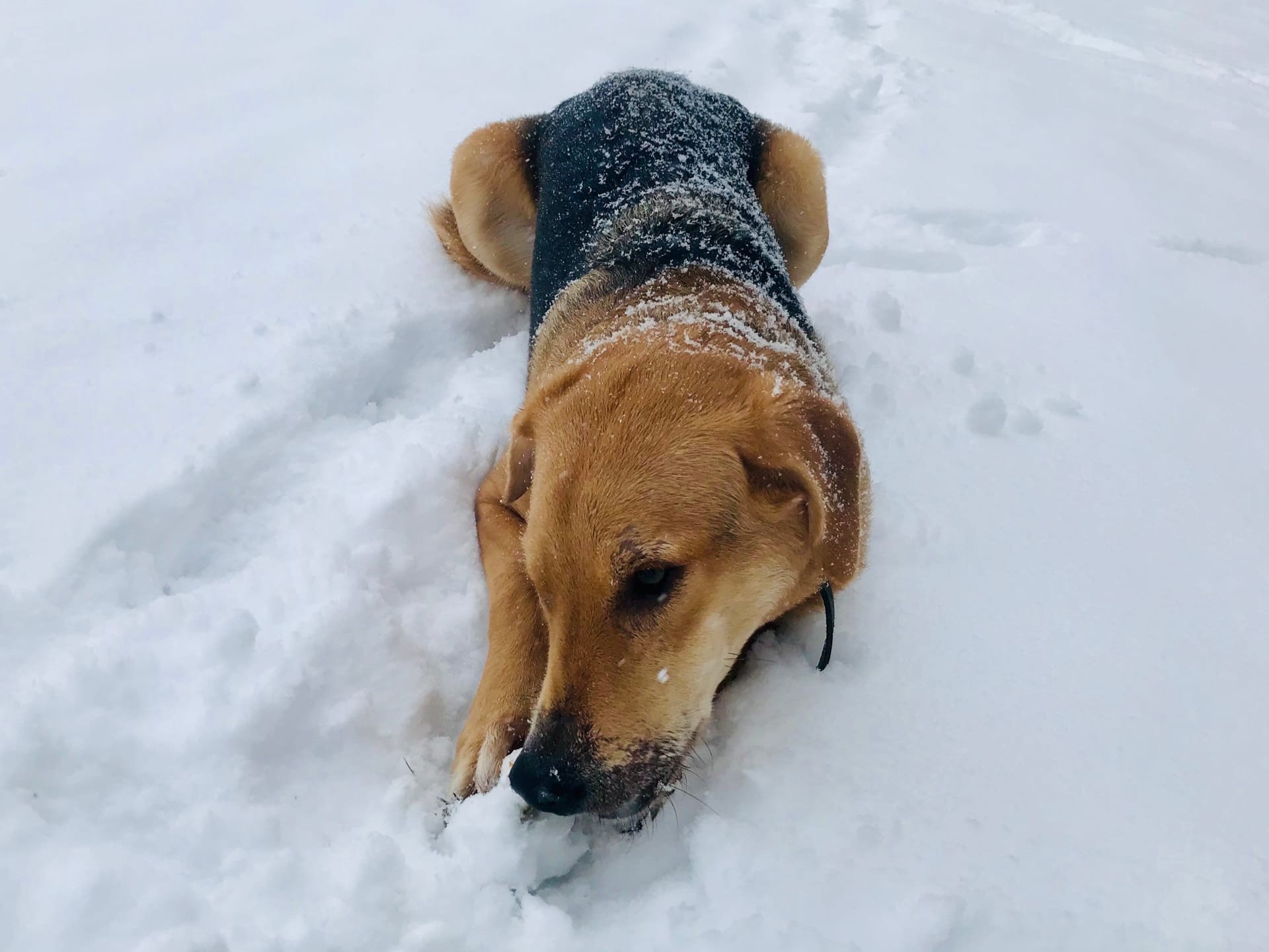 Три миллиона рублей получили волгоградские приюты для животных «Лисена» и «Твори добро»      