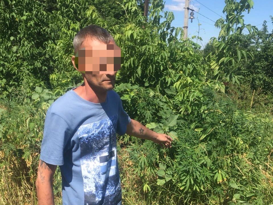 Заросли конопли обнаружены в Волгограде